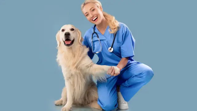 Veterinary Nursing : Veterinary Nursing Training Course