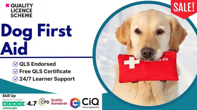 Certificate in Dog First Aid at QLS Level 3