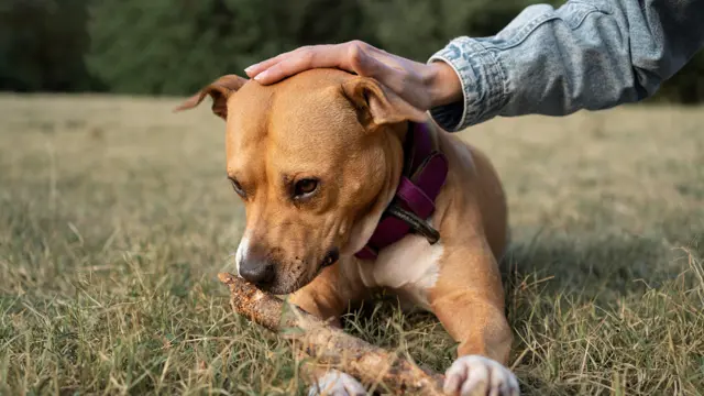 Dog First Aid - Level 3 Advanced Diploma