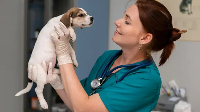 Level 3 Veterinary Assistant - CPD Certified