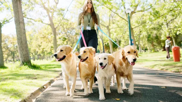 Dog Walking: Dog Walking Course