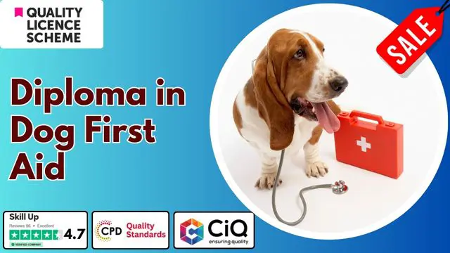 Level 3,5,7 Diploma in Dog First Aid - QLS Endorsed