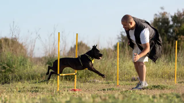 Dog Training - Level 5 Advanced Diploma