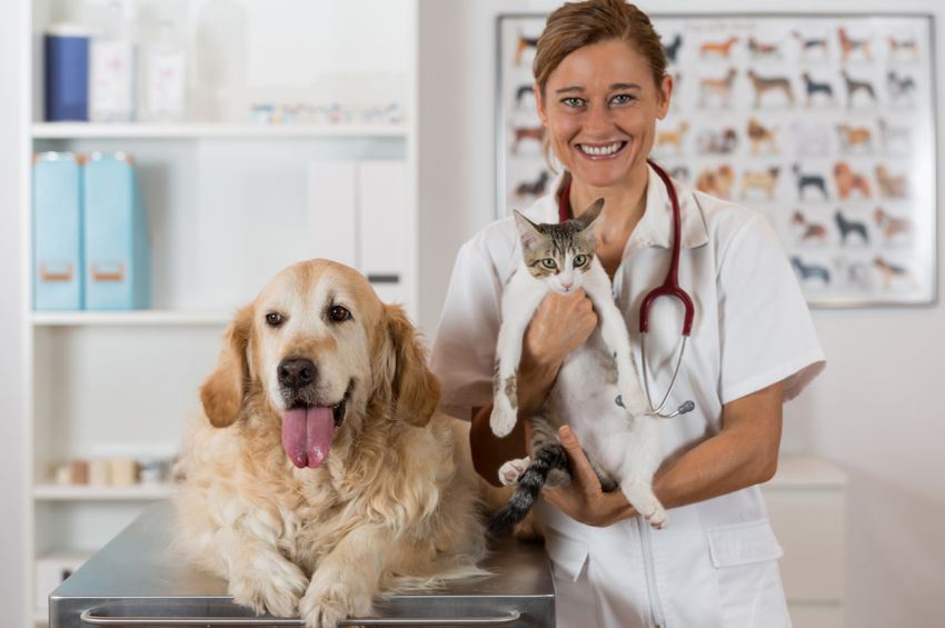 Online Veterinary Assistant Training Course reed.co.uk